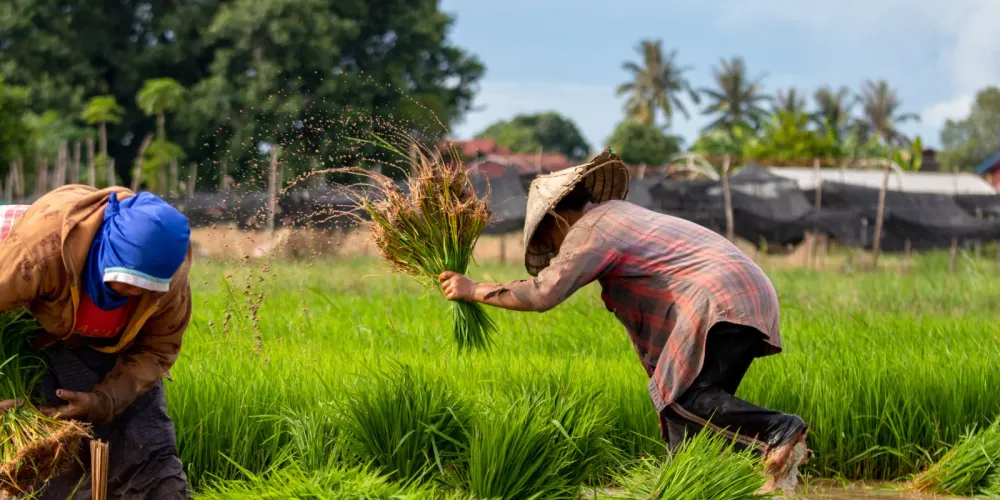 Meningkatkan Kesejahteraan Petani melalui Teknologi Inovatif